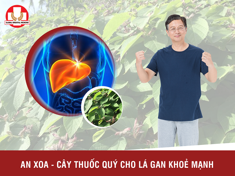 Cây an xoa có tác dụng chữa bệnh - Thực hay hư?